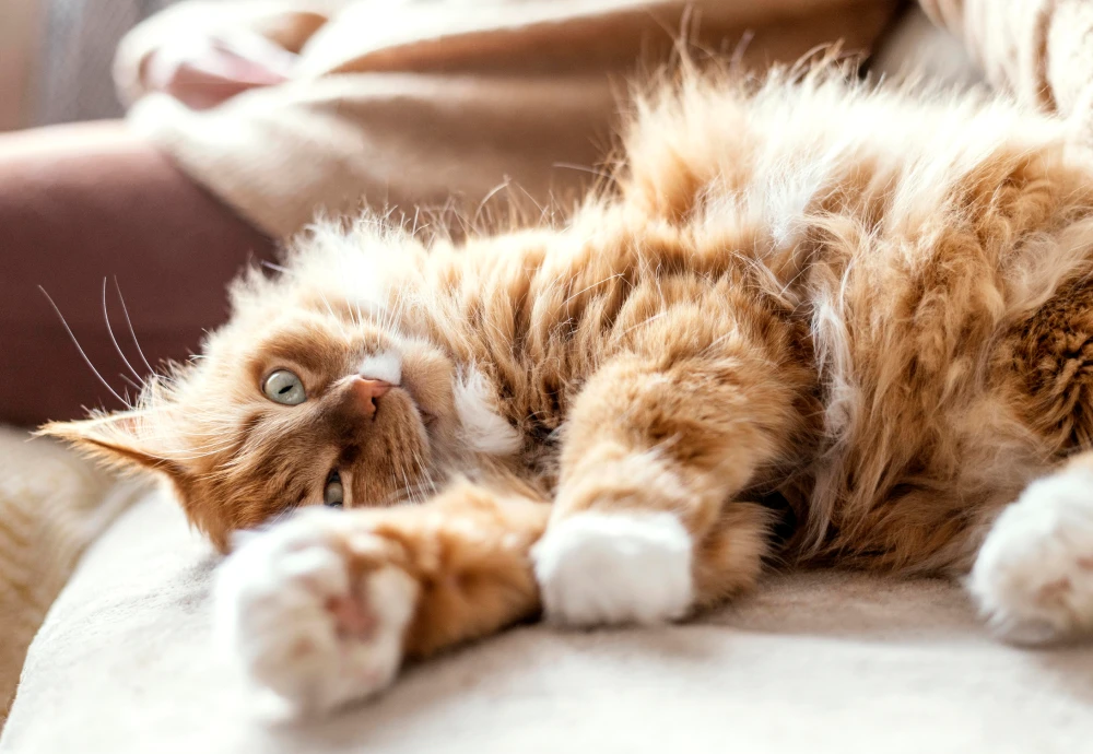 best camera for pets at home